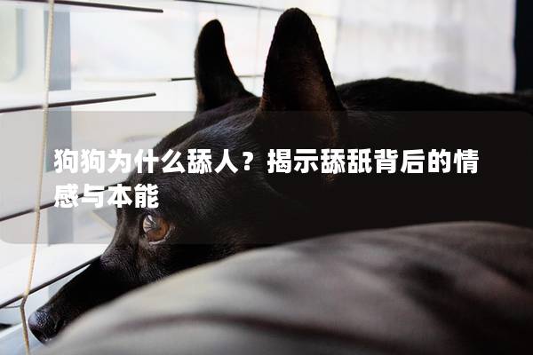 狗狗為什么舔人？揭示舔舐背后的情感與本能
