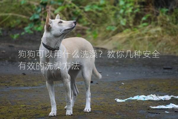 狗狗可以用什么洗澡？教你幾種安全有效的洗澡方法