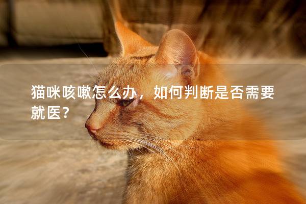 貓咪咳嗽怎么辦，如何判斷是否需要就醫(yī)？