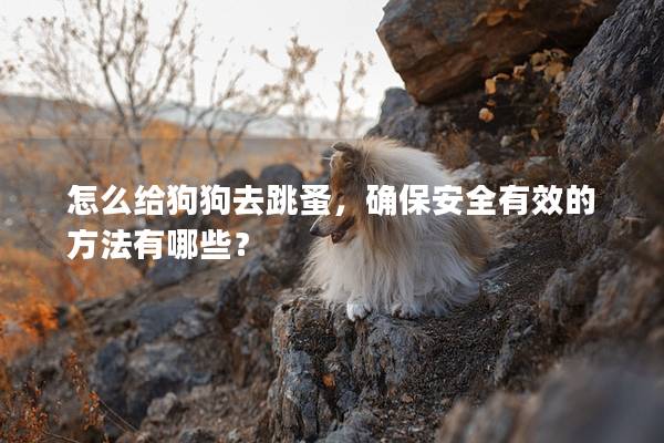 怎么給狗狗去跳蚤，確保安全有效的方法有哪些？