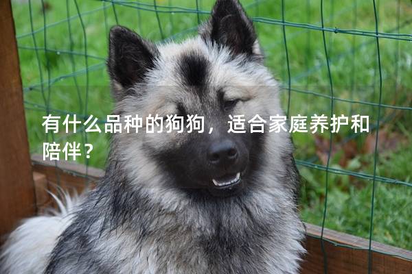 有什么品種的狗狗，適合家庭養護和陪伴？