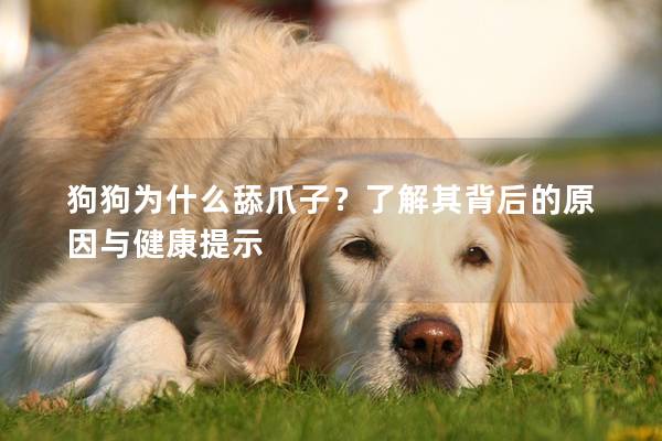 狗狗為什么舔爪子？了解其背后的原因與健康提示