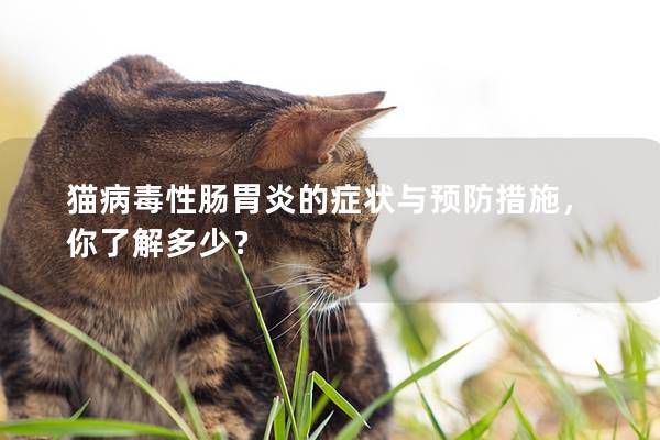 貓病毒性腸胃炎的癥狀與預防措施，你了解多少？