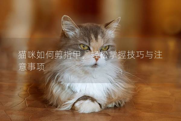 貓咪如何剪指甲，輕松掌握技巧與注意事項(xiàng)