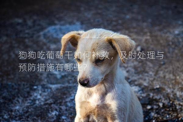 狗狗吃葡萄干如何補(bǔ)救，及時(shí)處理與預(yù)防措施有哪些？