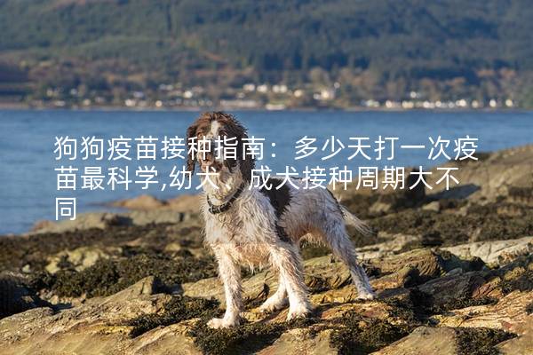 狗狗疫苗接種指南:多少天打一次疫苗最科學,幼犬、成犬接種周期大不同