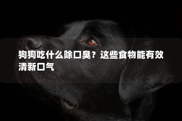 狗狗吃什么除口臭？這些食物能有效清新口氣