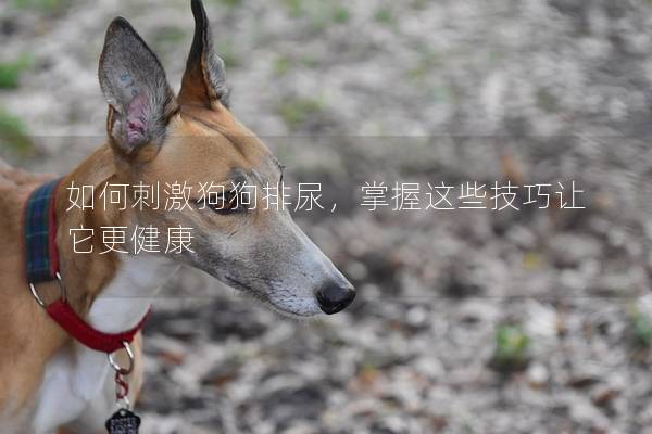 如何刺激狗狗排尿，掌握這些技巧讓它更健康