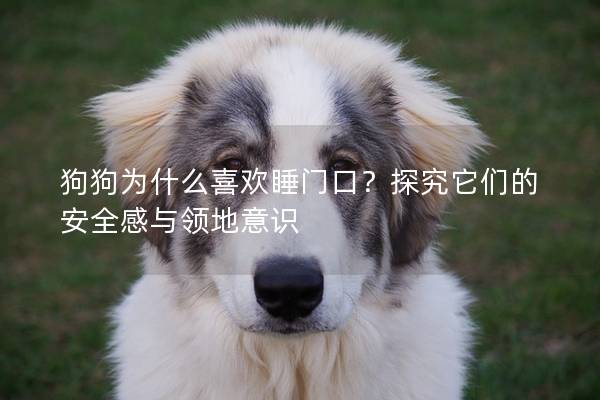 狗狗為什么喜歡睡門口？探究它們的安全感與領地意識