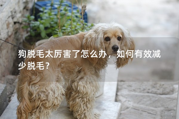 狗脫毛太厲害了怎么辦,如何有效減少脫毛? 狗脫毛太厲害了怎么辦,如何有效減少脫毛?