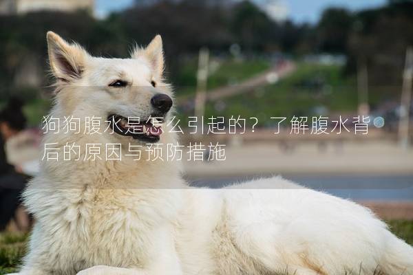 狗狗腹水是怎么引起的？了解腹水背后的原因與預防措施