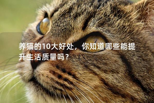 養貓的10大好處，你知道哪些能提升生活質量嗎？
