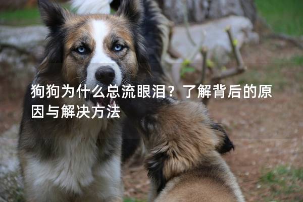 狗狗為什么總流眼淚？了解背后的原因與解決方法
