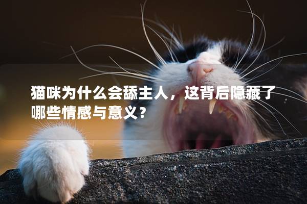 貓咪為什么會舔主人，這背后隱藏了哪些情感與意義？