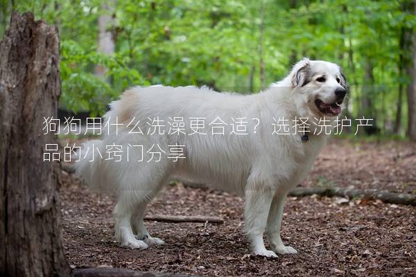 狗狗用什么洗澡更合適？選擇洗護產品的小竅門分享