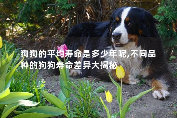 狗狗的平均壽命是多少年呢,不同品種的狗狗壽命差異大揭秘