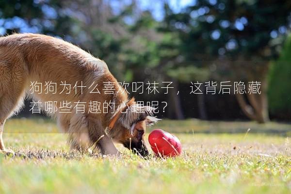 狗狗為什么喜歡叼襪子，這背后隱藏著哪些有趣的心理呢？