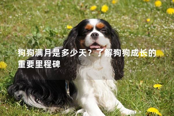 狗狗滿月是多少天？了解狗狗成長(zhǎng)的重要里程碑