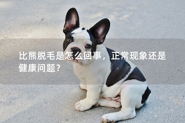 比熊脫毛是怎么回事，正常現(xiàn)象還是健康問題？