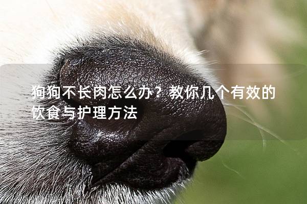 狗狗不長肉怎么辦？教你幾個有效的飲食與護理方法