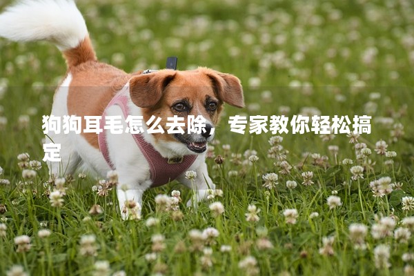 狗狗耳毛怎么去除,專家教你輕松搞定 狗狗耳毛怎么去除,專家教你輕松搞定