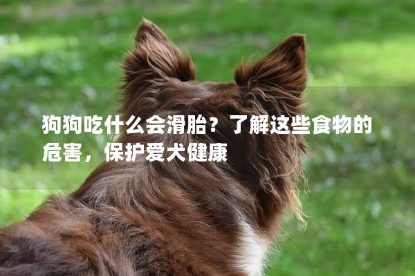 狗狗吃什么會滑胎？了解這些食物的危害，保護愛犬健康
