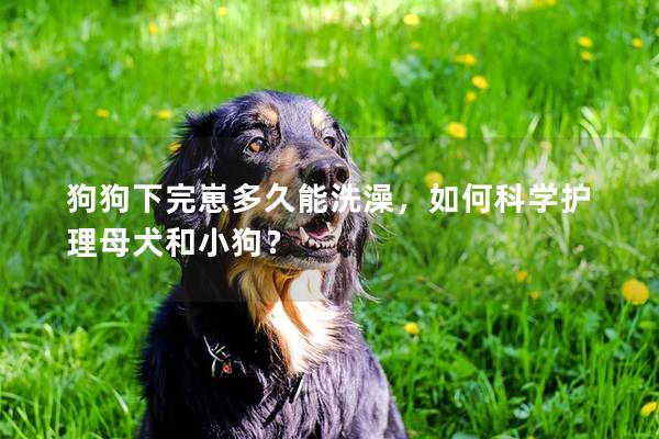 狗狗下完崽多久能洗澡，如何科學(xué)護(hù)理母犬和小狗？