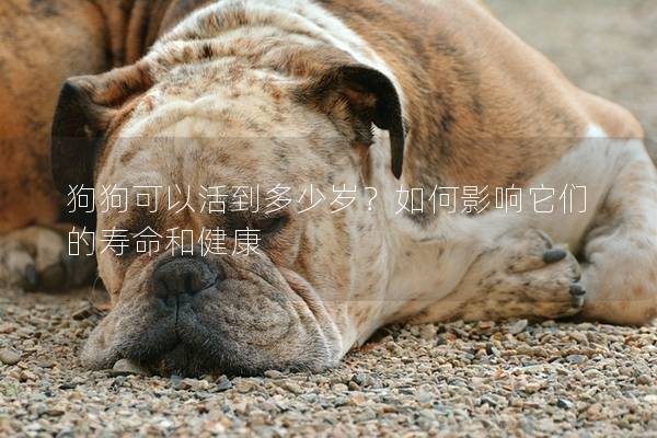 狗狗可以活到多少歲？如何影響它們的壽命和健康