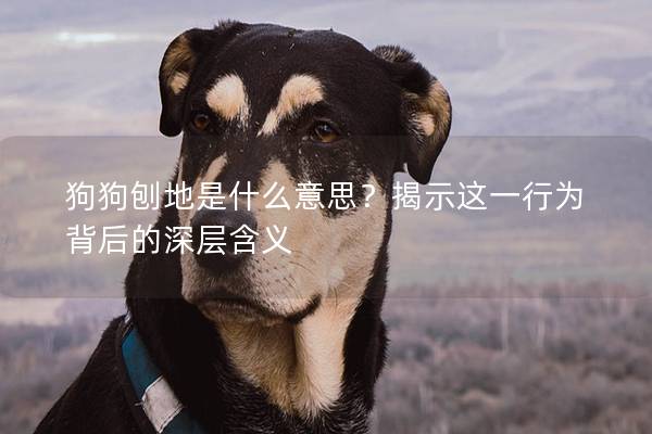狗狗刨地是什么意思？揭示這一行為背后的深層含義