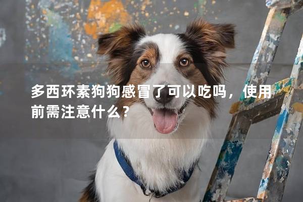 多西環(huán)素狗狗感冒了可以吃嗎,使用前需注意什么? 多西環(huán)素狗狗感冒了可以吃嗎,使用前需注意什么?