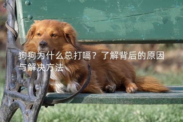 狗狗為什么總打嗝？了解背后的原因與解決方法