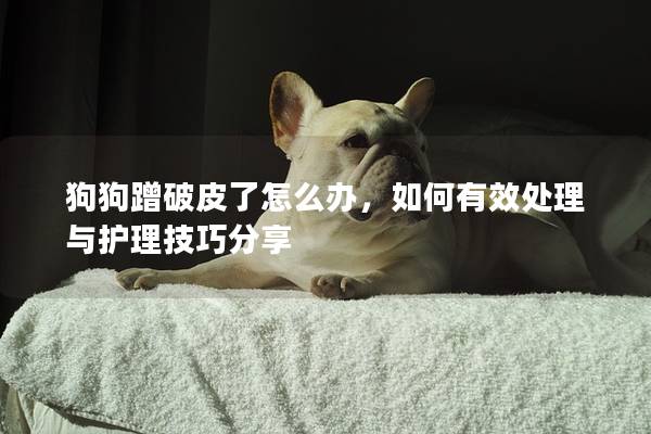 狗狗蹭破皮了怎么辦，如何有效處理與護理技巧分享