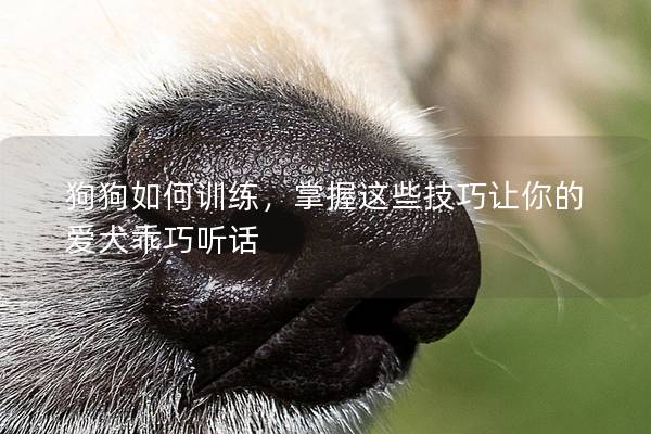 狗狗如何訓練，掌握這些技巧讓你的愛犬乖巧聽話