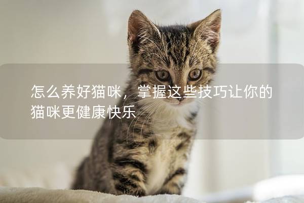 怎么養好貓咪，掌握這些技巧讓你的貓咪更健康快樂