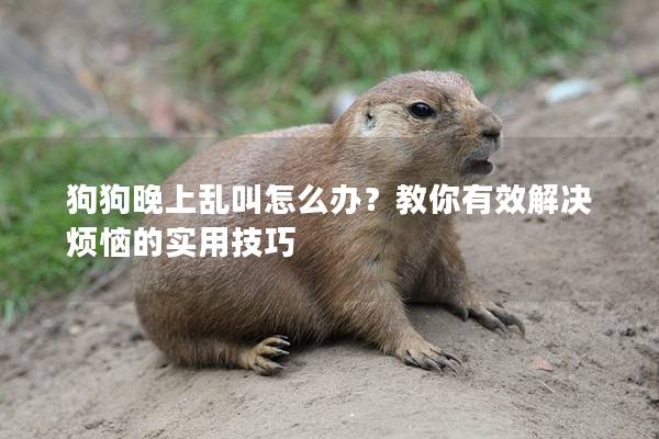 狗狗晚上亂叫怎么辦？教你有效解決煩惱的實用技巧