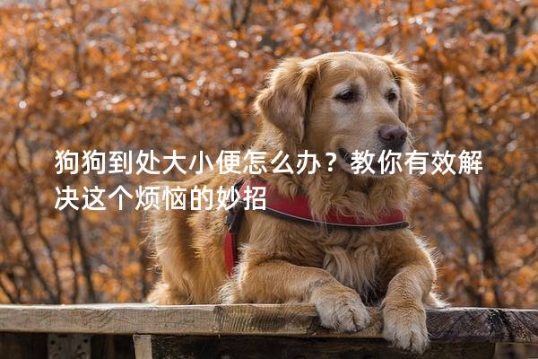 狗狗到處大小便怎么辦？教你有效解決這個煩惱的妙招