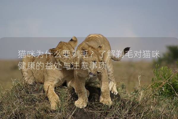 貓咪為什么要剃毛？了解剃毛對貓咪健康的益處與注意事項