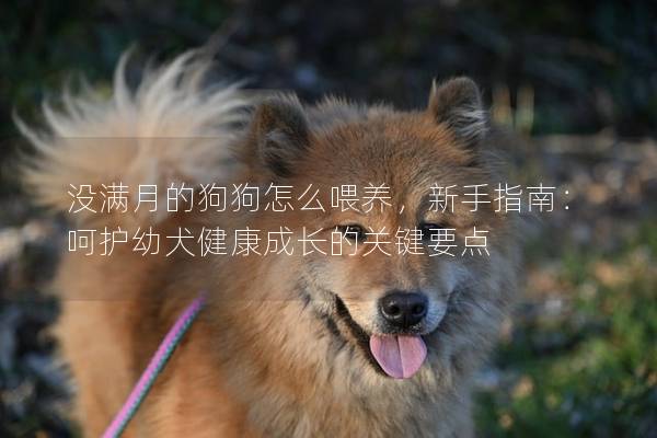 沒滿月的狗狗怎么喂養(yǎng),新手指南:呵護幼犬健康成長的關鍵要點