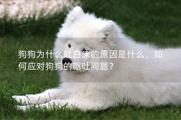 狗狗為什么吐白沫的原因是什么，如何應對狗狗的嘔吐問題？