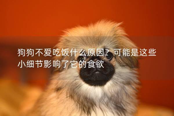 狗狗不愛(ài)吃飯什么原因？可能是這些小細(xì)節(jié)影響了它的食欲