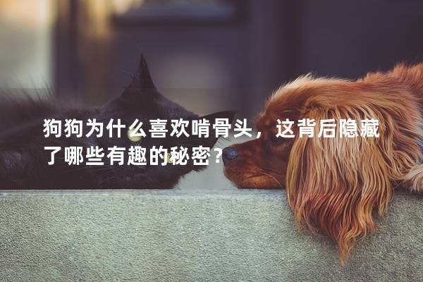 狗狗為什么喜歡啃骨頭，這背后隱藏了哪些有趣的秘密？