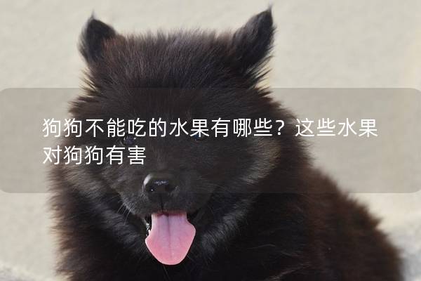 狗狗不能吃的水果有哪些？這些水果對狗狗有害