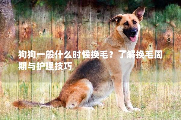 狗狗一般什么時候換毛？了解換毛周期與護理技巧