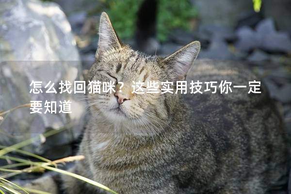 怎么找回貓咪？這些實用技巧你一定要知道