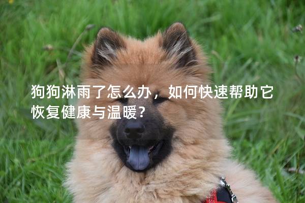 狗狗淋雨了怎么辦，如何快速幫助它恢復健康與溫暖？