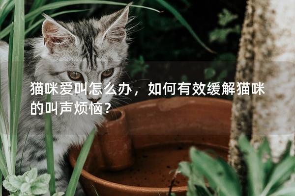 貓咪愛叫怎么辦，如何有效緩解貓咪的叫聲煩惱？
