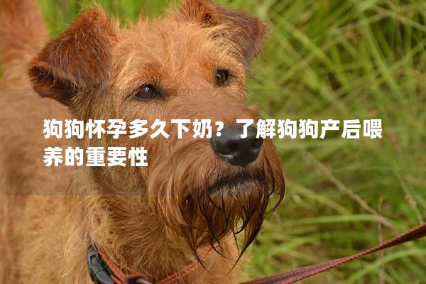 狗狗懷孕多久下奶？了解狗狗產后喂養的重要性