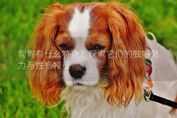 狗狗有什么特點(diǎn)？探索它們的獨(dú)特魅力與性格特征