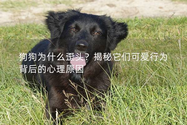 狗狗為什么歪頭？揭秘它們可愛行為背后的心理原因