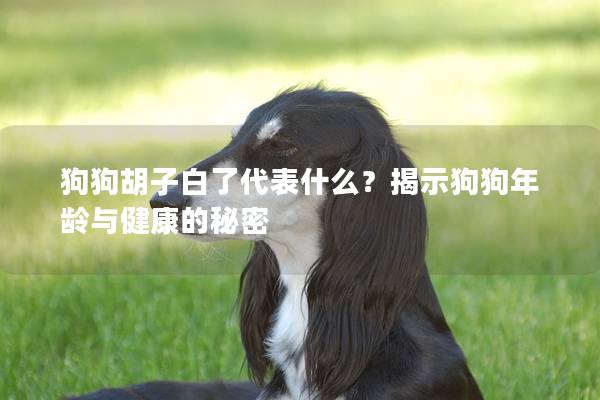 狗狗胡子白了代表什么？揭示狗狗年齡與健康的秘密